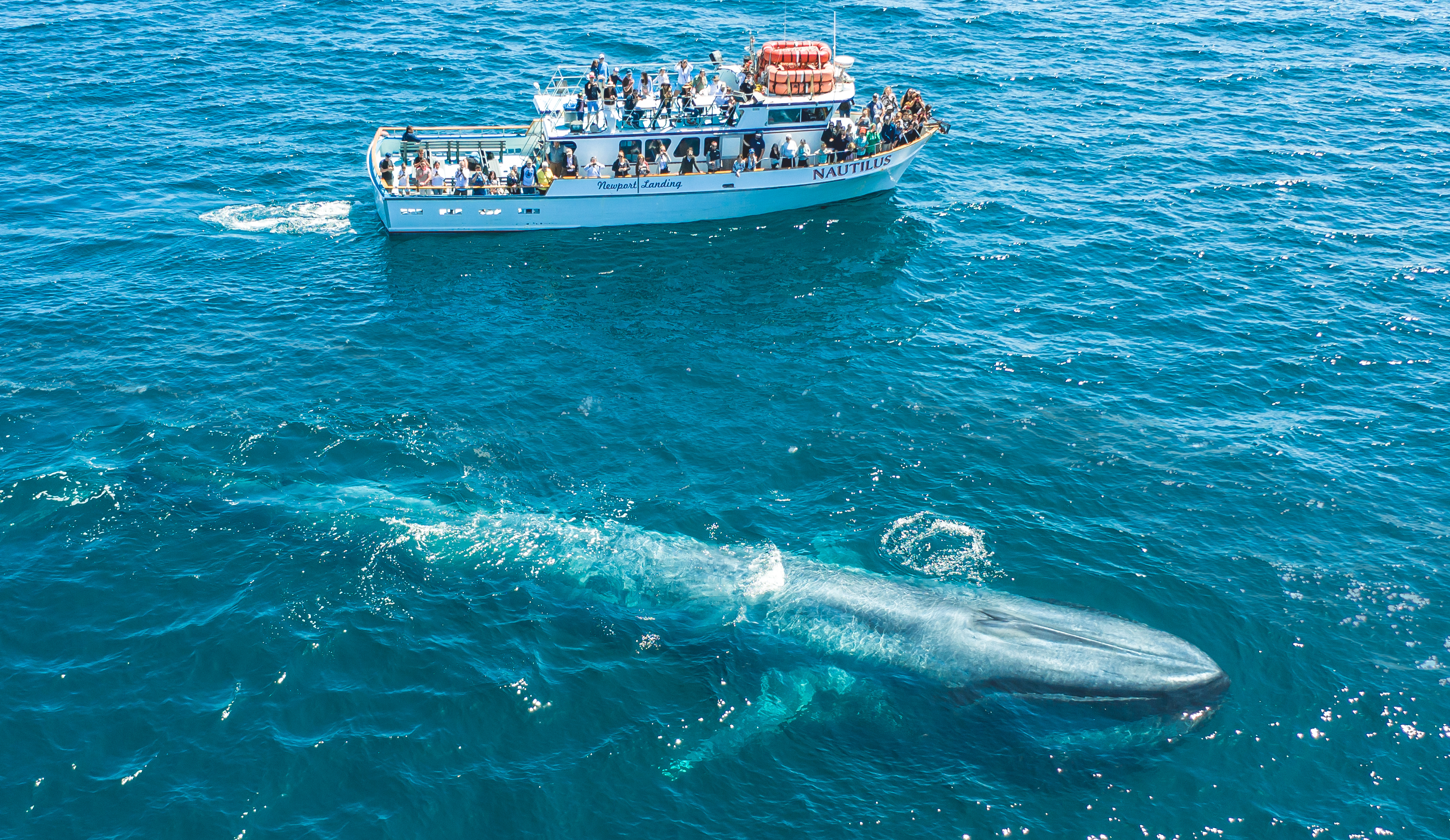 Los-Angeles-whale-watching-cruises