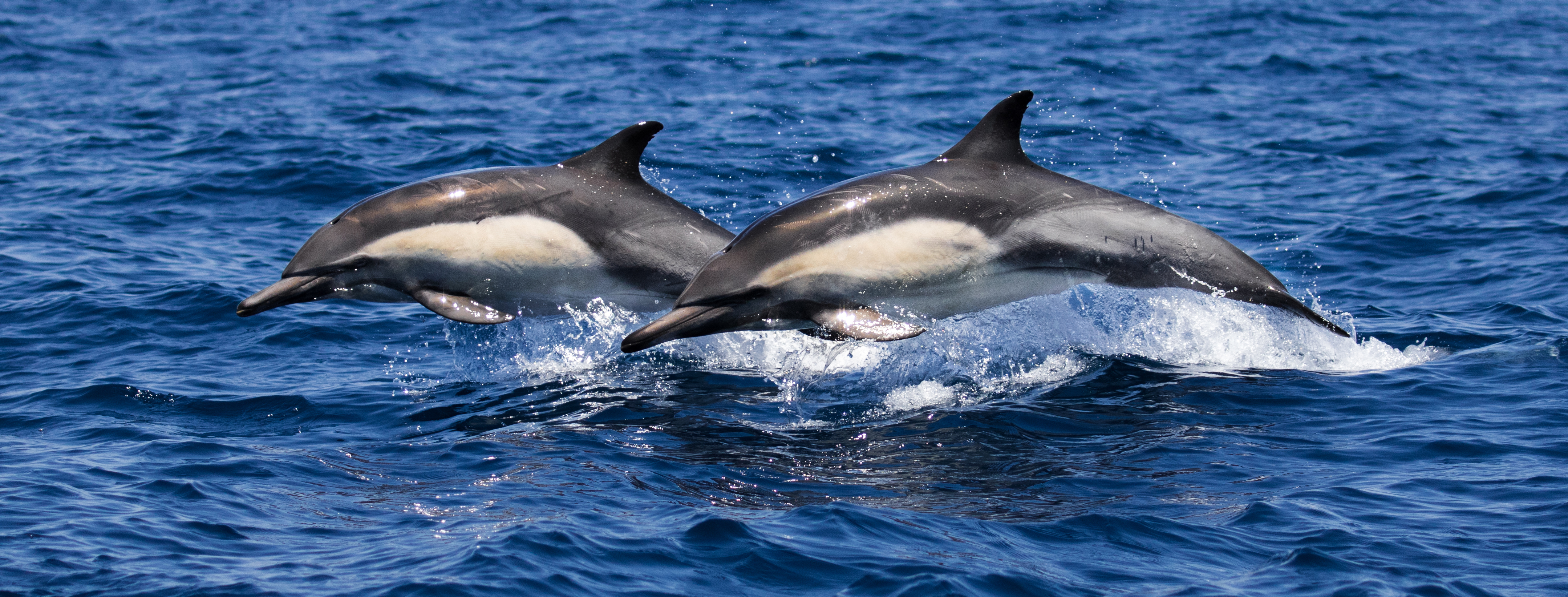 Los-Angeles-whale-tours-whale-watching