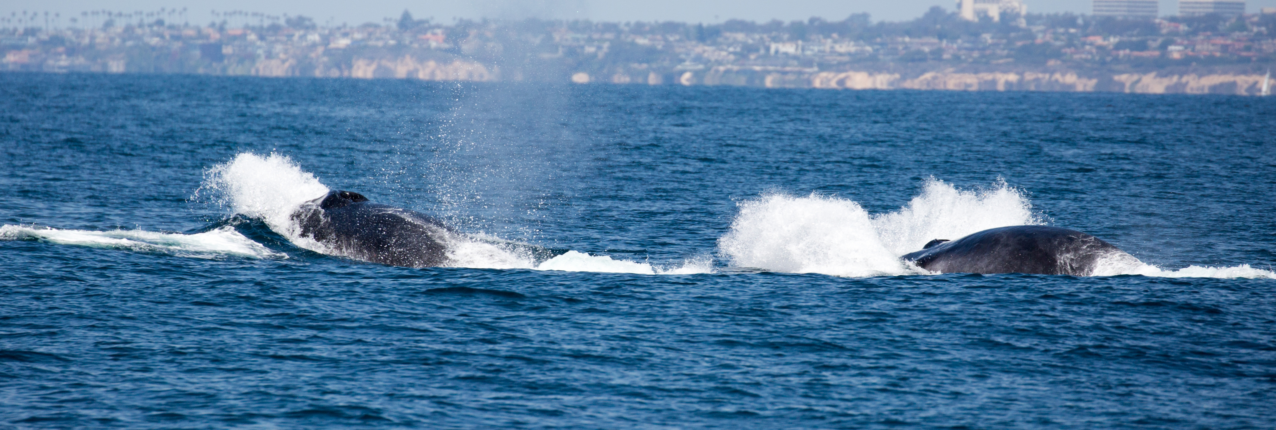 finback-whale-watching-Los-Angeles-tours