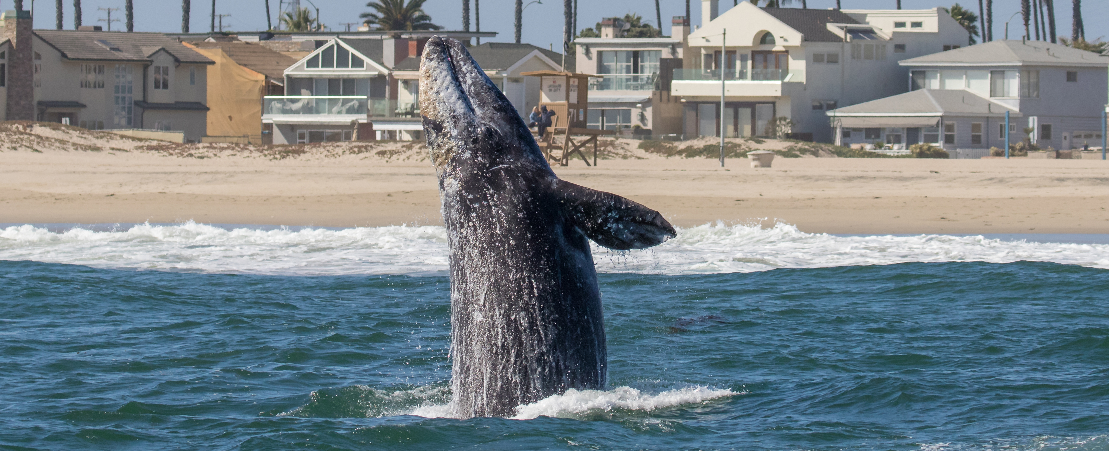 Los-Angeles-gray-whales