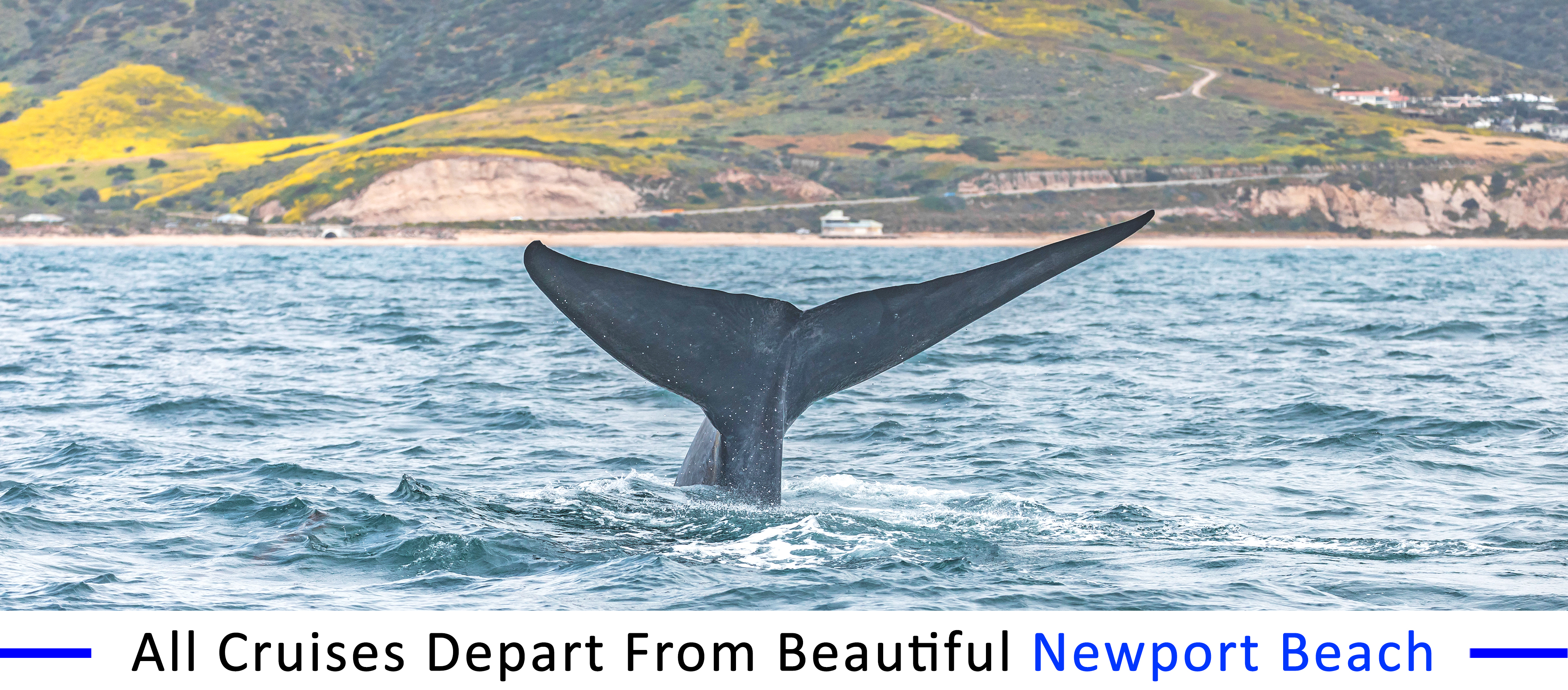 whale-watching-Los-Angeles-group-pricing