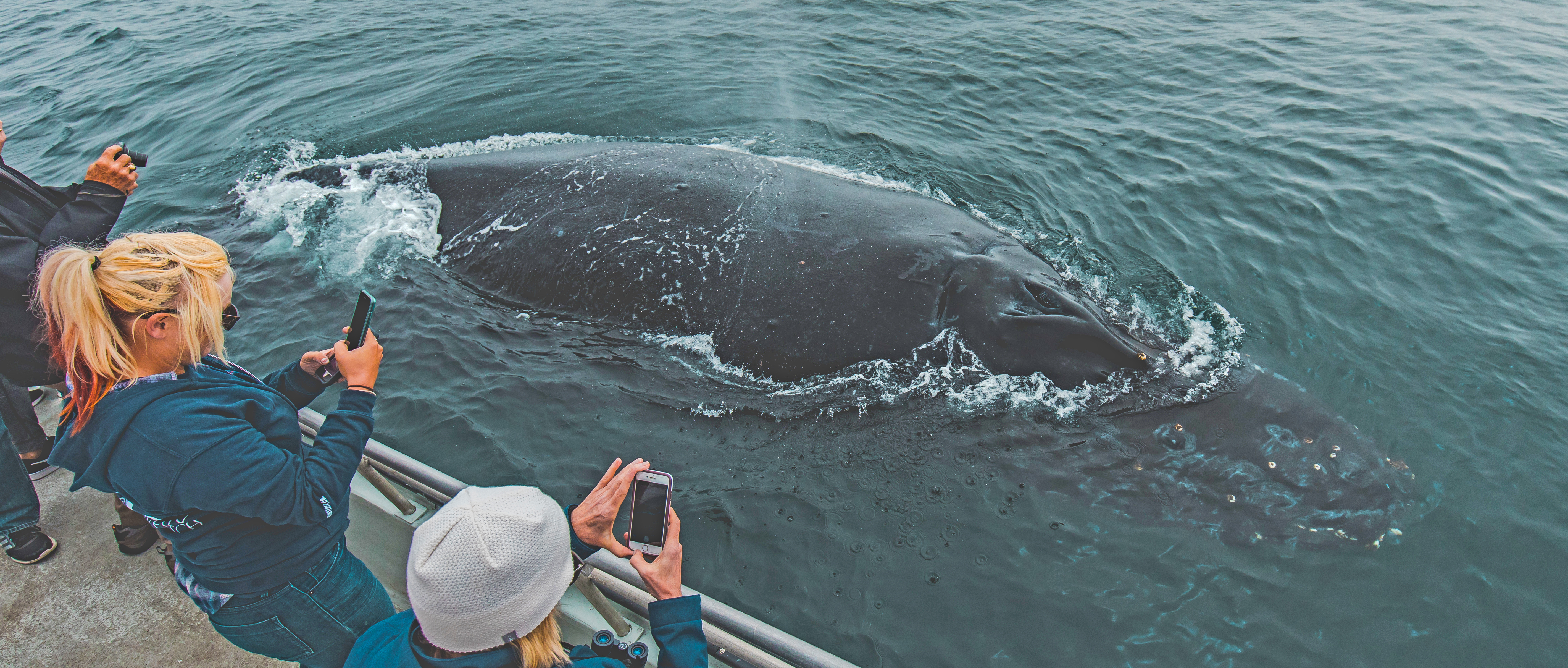 Los-Angeles-humpback-whale-watch