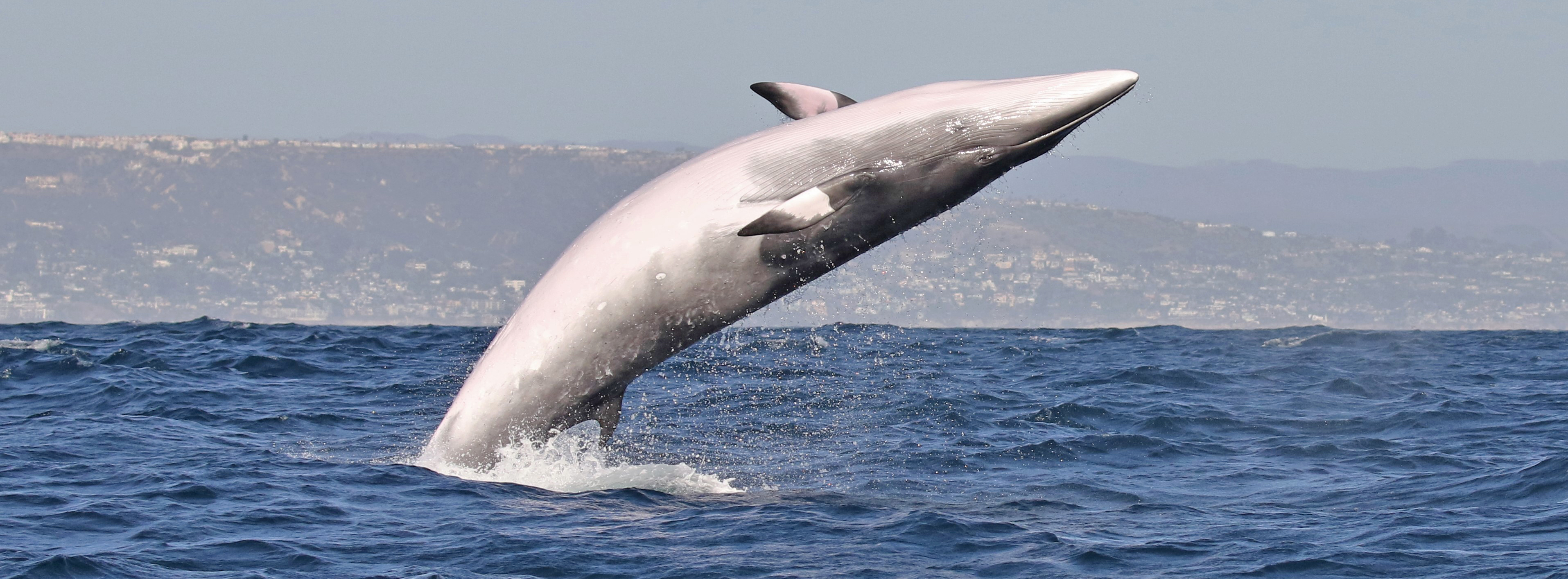 Los-Angeles-minke-whale