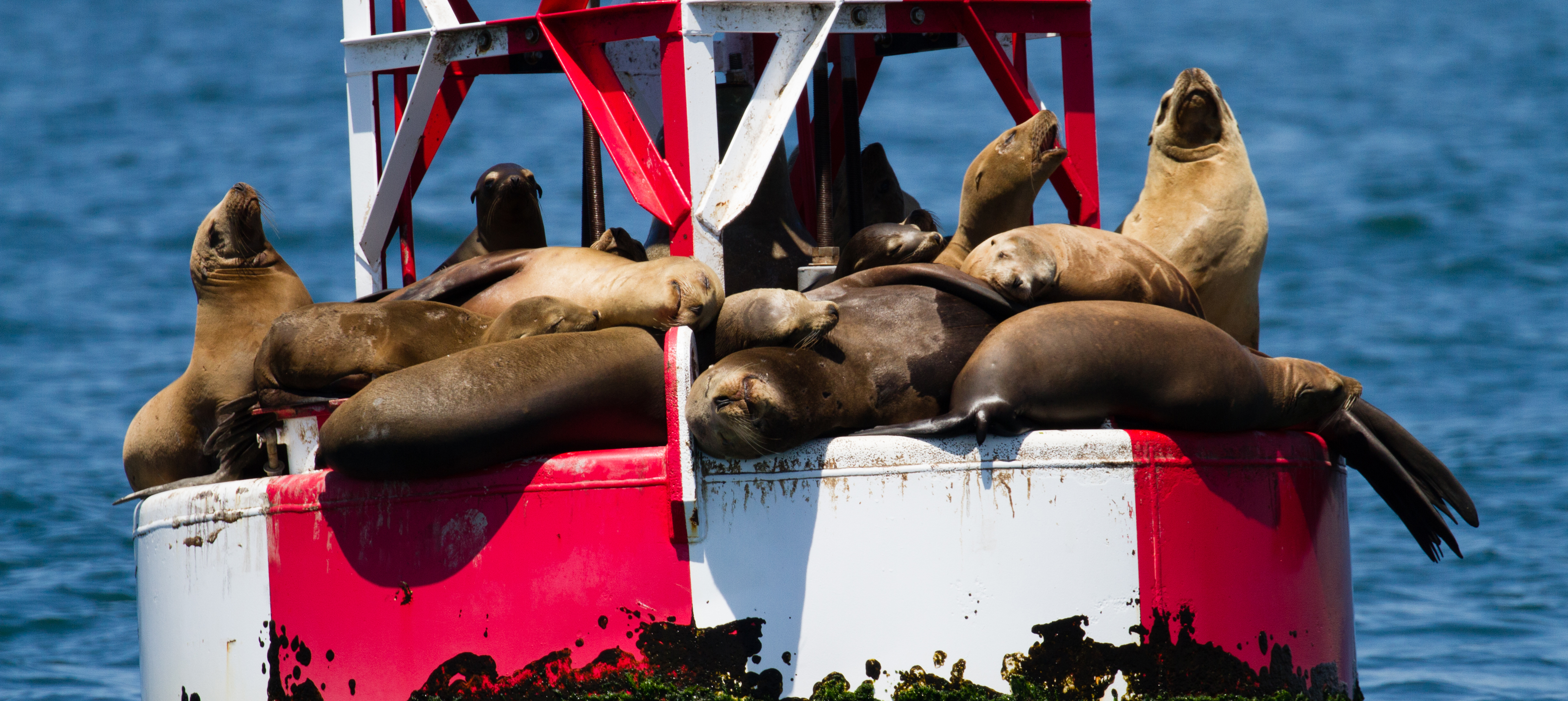 whale-watching-Los-Angeles-trips